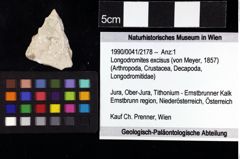 Foto (Objket + Etiketten) von Longodromites excisus (von Meyer, 1857) 